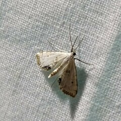 Cataclysta lemnata