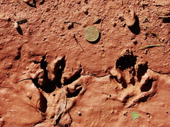 Procyon cancrivorus