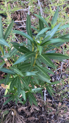 Nerium oleander
