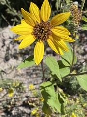Helianthus annuus