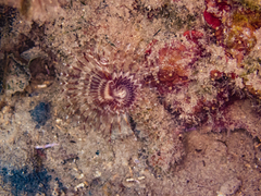 Acromegalomma vesiculosum