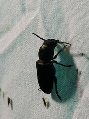 Spondylis buprestoides