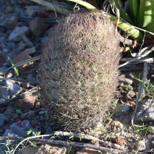 Sclerocactus unguispinus