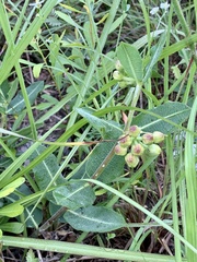 Asclepias obovata
