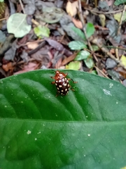 Iphiclus vigintipunctatus