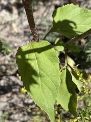Helianthus annuus