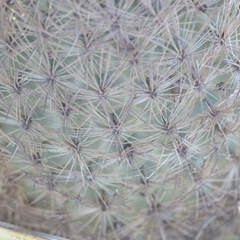 Echinomastus durangensis