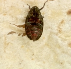 Prosapia ignifera