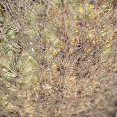 Echinomastus durangensis