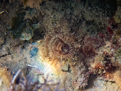 Acromegalomma vesiculosum