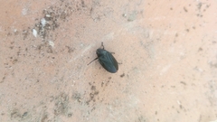 Prosapia ignifera