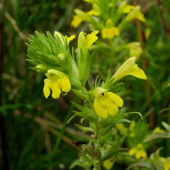 Bellardia viscosa