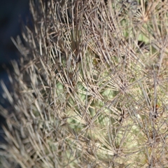 Echinomastus durangensis