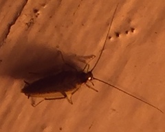 Ectobius lapponicus