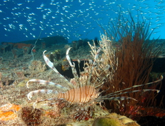 Pterois volitans