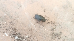 Prosapia ignifera