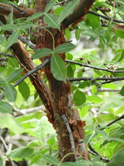 Bursera kerberi