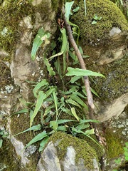 Asplenium rhizophyllum