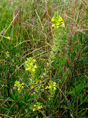 Bellardia viscosa