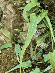 Asplenium rhizophyllum