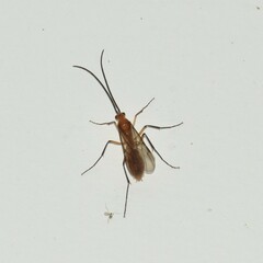 Ponerinae
