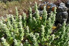 Pseudodictamnus acetabulosus