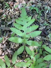Woodwardia areolata