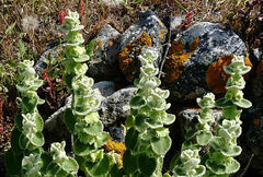 Pseudodictamnus acetabulosus