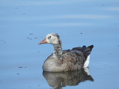 Anser anser × Branta canadensis