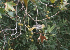 Icterus bullockii