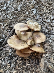 Pluteus cervinus
