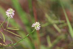 Polygala mariana