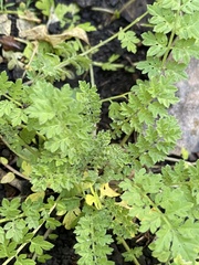 Corydalis aurea