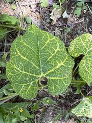 Aristolochia fimbriata