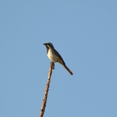 Amphispiza bilineata