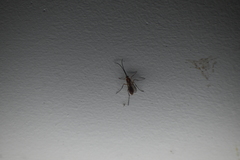 Ponerinae