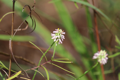 Polygala mariana