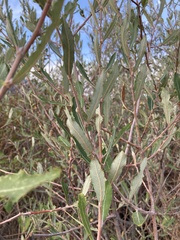 Salix atrocinerea