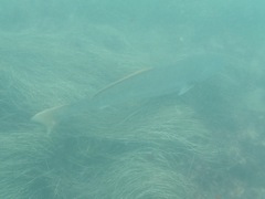 Atractoscion nobilis