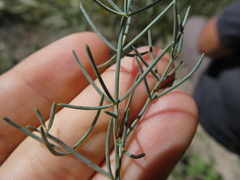 Asparagus maritimus