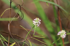 Polygala mariana