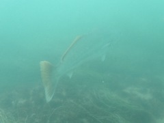 Atractoscion nobilis