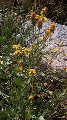 Senecio caespitosus