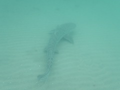 Triakis semifasciata