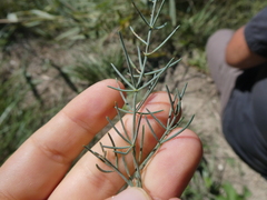 Asparagus maritimus