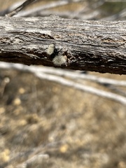 Dasymutilla sackenii