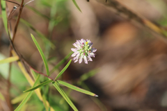 Polygala mariana