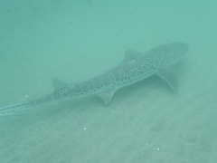 Triakis semifasciata