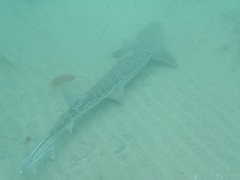 Triakis semifasciata