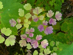 Thalictrum occidentale